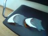 DSC00728.jpg