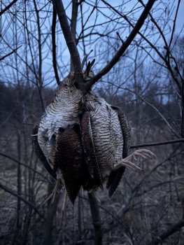 IMG_3042.jpg