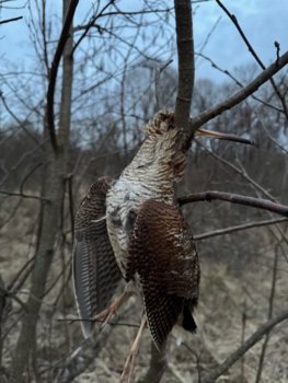 IMG_3041.jpg