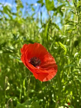 IMG_2944.jpeg