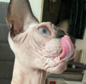 pic.jpeg