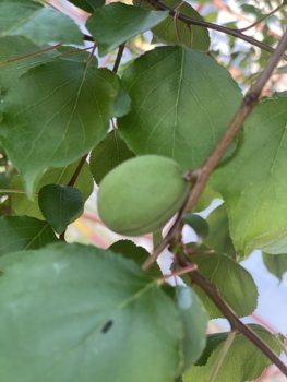 IMG_7257.jpeg