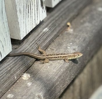 IMG_1075.jpeg