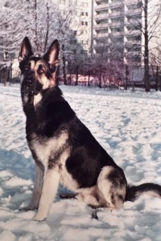 IMG_3344.jpeg