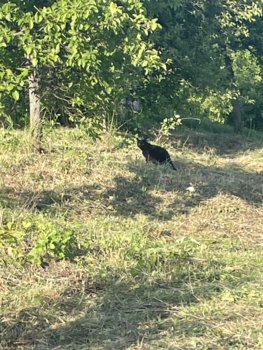 IMG_1811.jpeg
