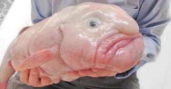 AQAGCzpfaJq7qtHyf-x-hu7Piy_U87UhNDyjSTK5SRfkKq_ew5RaeX6Zp3TSMVZgC279-_Q7pv9ZgIjD9UyNMFNE2jw.jpg