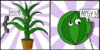 Aloe_arbue.jpg