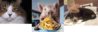 animals1.jpg