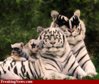 Kiss-Tigers--61347.jpg