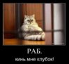 котэ.jpg