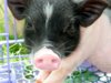 pig-052.jpg
