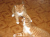 кошаки.jpg