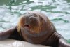 68365558_delfinarij2.jpg