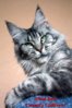 7037-maine-coon.jpg