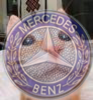 mercedesfan