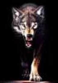 AnryWolf