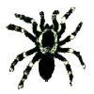 Spider17