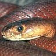 Paddre