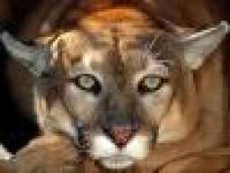 GoldPuma
