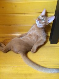 Человек и кошка