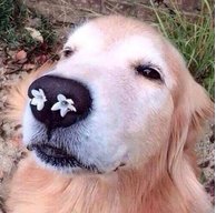 1442155