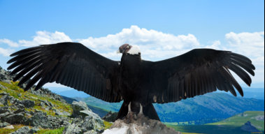 Condor андский