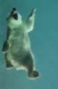 Urso