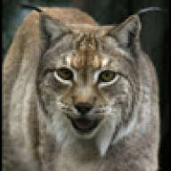 Lince