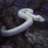 WhiteSnake