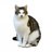 der_kater