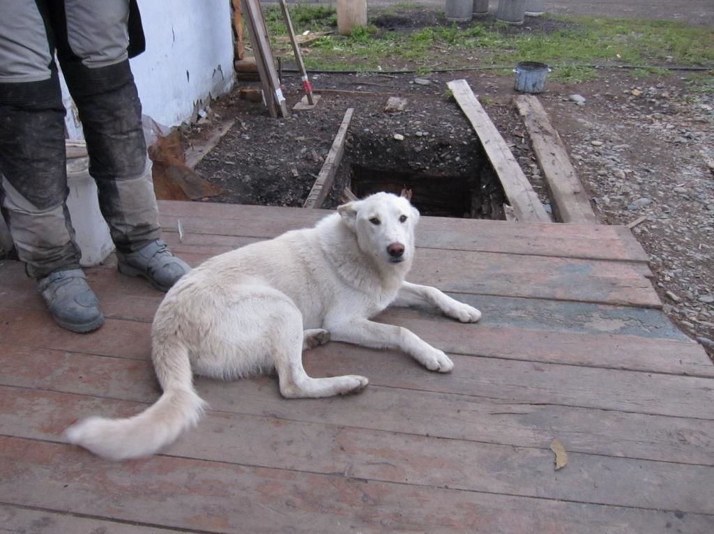 Day 2 dog