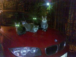кате