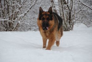рони3
