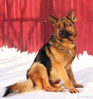 тайгер5