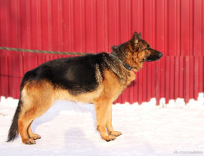тайгер1