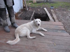 Day 2 dog