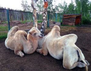 Якутский зоопарк.