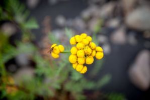 IMG 0889