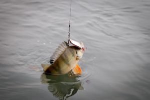 IMG 0905