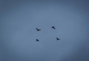 IMG 7516