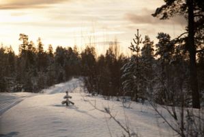 IMG 9590