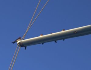 IMG 0412 s