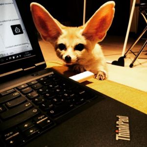 Night work with fox assistant