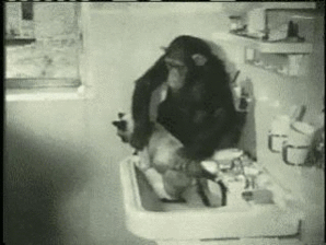 cat gif 02 4