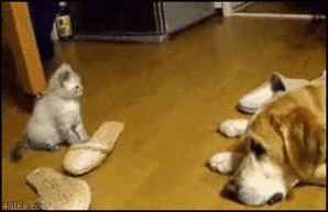 cat gif 02 24