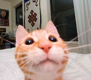 thatfuckingcat
