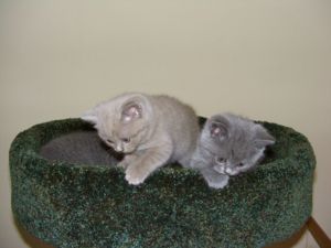 Котята