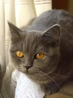 Мама котят