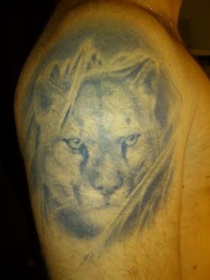 Tatu2