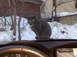 кот на капоте